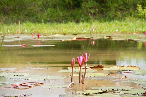 istock Pink lotus flower in the pond 451539371
