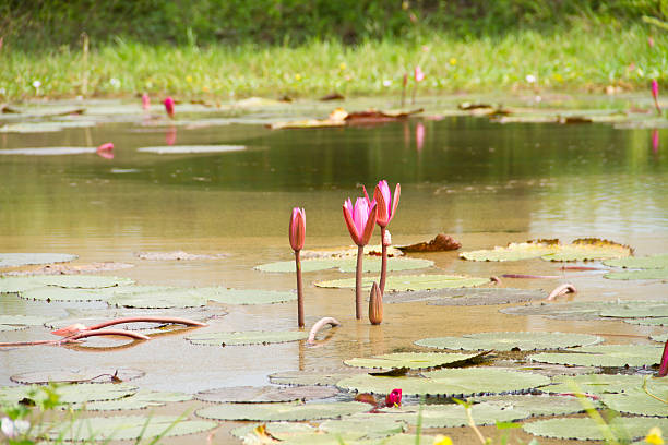 istock Pink lotus flower in the pond 451539395