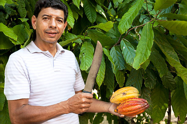 Man harvesting cocoa pods