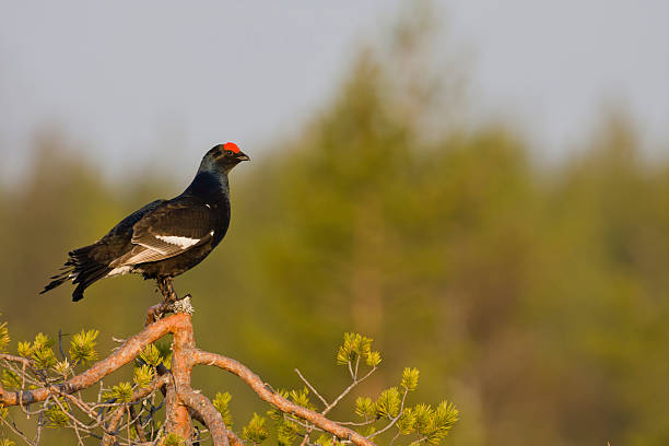 Birkhuhn, Black Grouse or Blackgame (Tetrao tetrix) stock photo