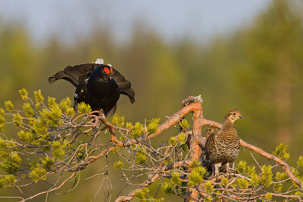 Birkhuhn, Black Grouse or Blackgame (Tetrao tetrix) stock photo