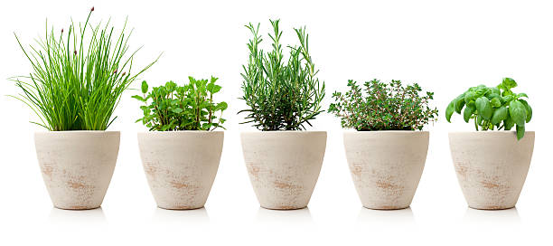 variaty herbes en pots de cuisine - cache pot photos et images de collection