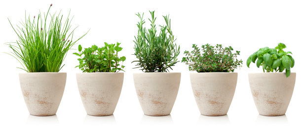 variaty of cooking herbs in pots
