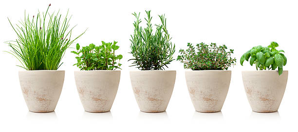 variaty of cooking herbs in pots variaty of cooking herbs in pots flower pot stock pictures, royalty-free photos & images