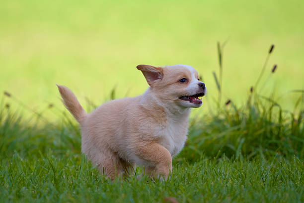 istock Speeds up a puppy 451544463