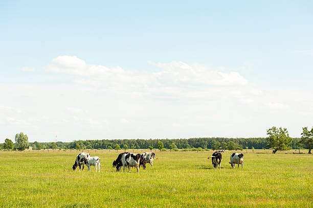 istock calves in the meadow race hf 451544495