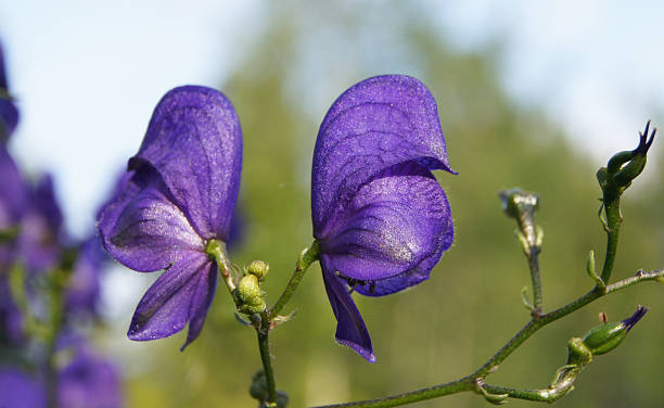 istock Monkshood (Aconitum napellus) flowers 451544983