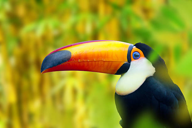 Colorful Toucan Bird. Profile photo.
