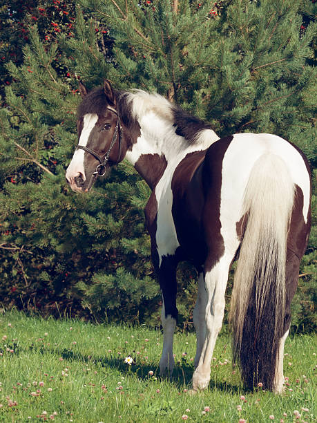 the beautiful paint draft horse