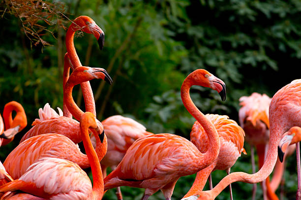 istock American or Caribbean Flamingo 451554635