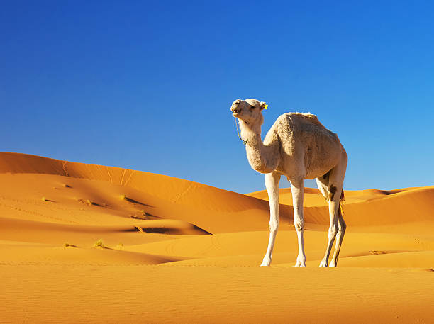 キャメルの砂漠 - united arab emirates middle eastern ethnicity men camel ストックフォトと画像