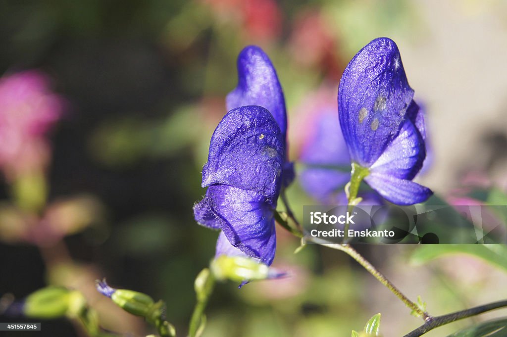 Monkshood (Tojad napellus) kwiaty - Zbiór zdjęć royalty-free (Tojad)