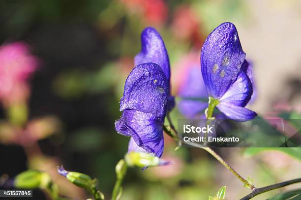 Monkshood Kwiaty - zdjęcia stockowe i więcej obrazów Tojad - Tojad, Bez ludzi, Bliskie zbliżenie