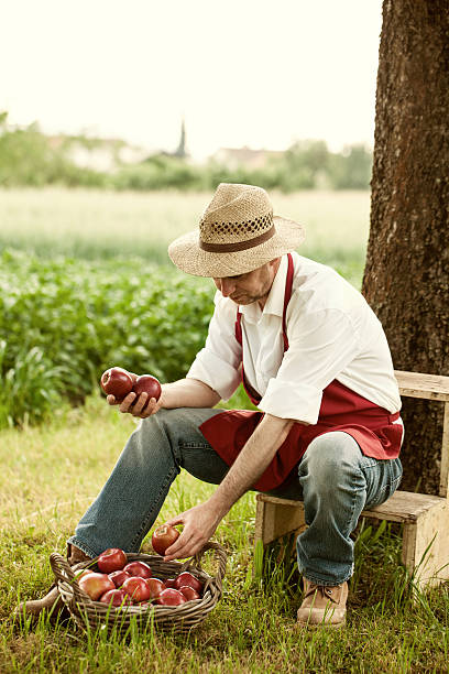 istock fruit grower in his orchard tasting apple harvest 451559273