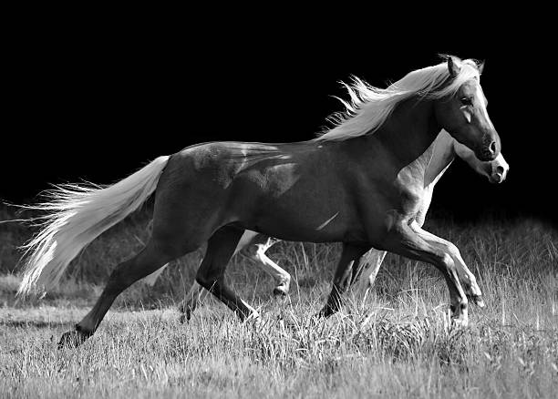 istock trotting welsh ponys at black background 451559697