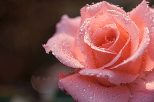 istock Beautiful pink rose in a garden 451560145