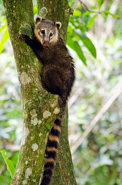 quati - coati foto e immagini stock