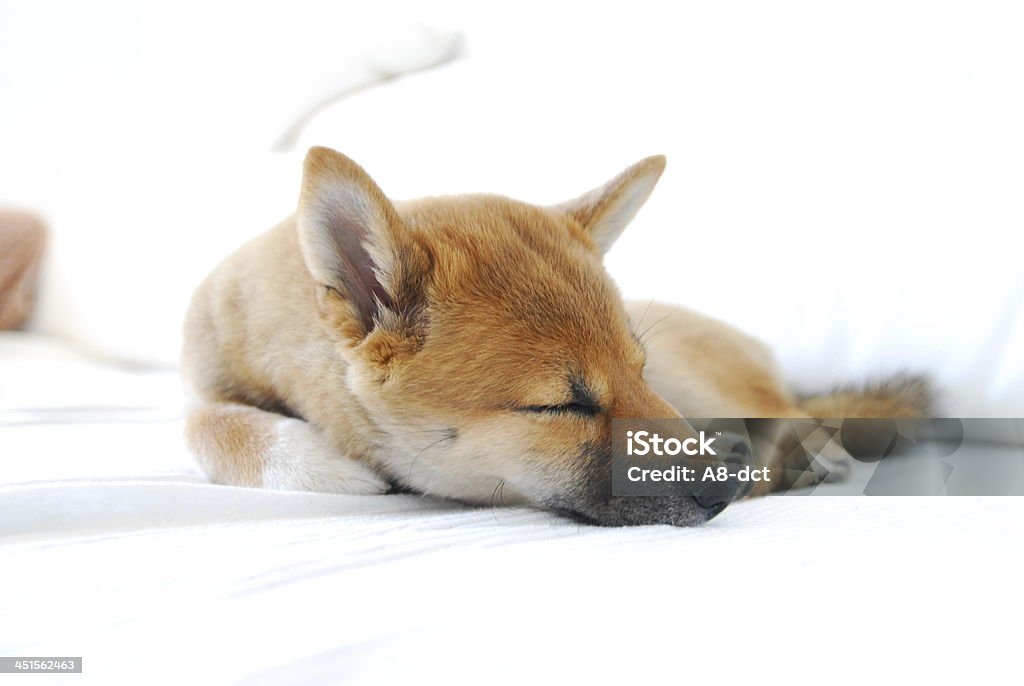 Shiba inu sleeping image of a Shiba inu sleeping Dog Stock Photo