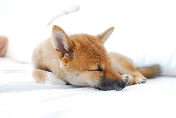Shiba inu sleeping stock photo
