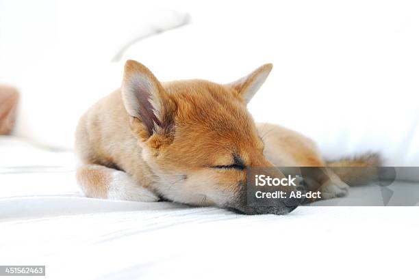 Shiba Inu Sleeping Stock Photo - Download Image Now - Dog, Sleeping, Animal
