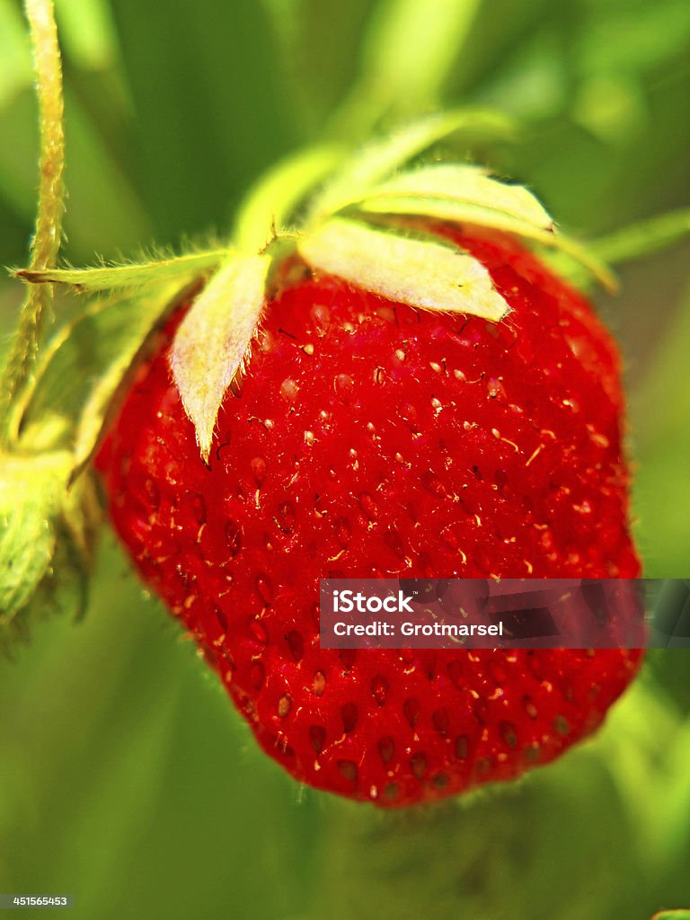 Vermelho Morango maduro em um jardim mau. - Royalty-free Agricultura Foto de stock