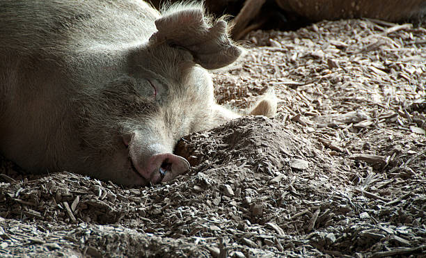 istock Happy as a Pig in..... 451566393