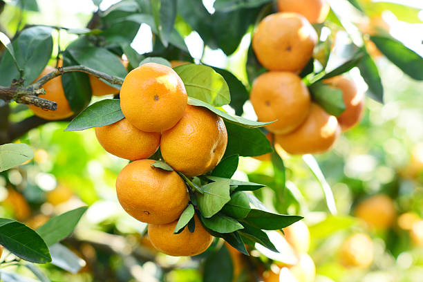 Close-up of a bunch of ripe oranges in a tree stock photo