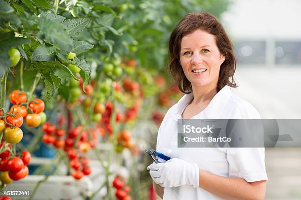 Mujer Trabajando En Un Restaurante Glasshouse Retiro Racimo De Tomates Foto de stock y más banco de imágenes de 30-34 años