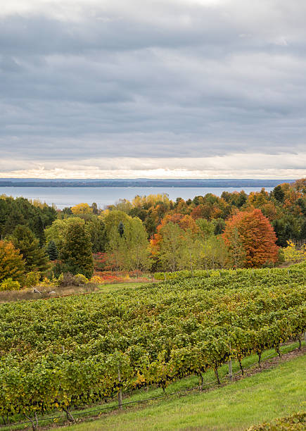istock Michigan: Ripe Pinot Noir Wine Grapes and Fall Colors 451573303