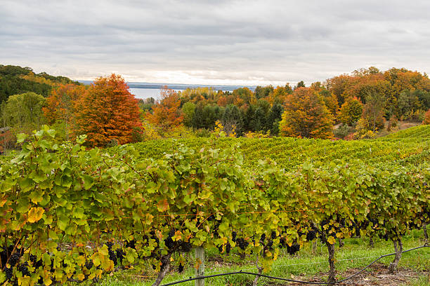istock Michigan: Ripe Pinot Noir Wine Grapes and Fall Colors 451573315