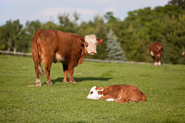 istock Young Calf & Cow in Pasture 451573711