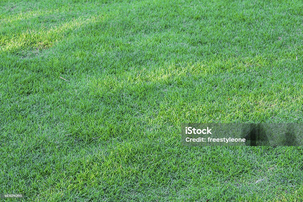 Verde grass - Foto de stock de Actividad libre de derechos