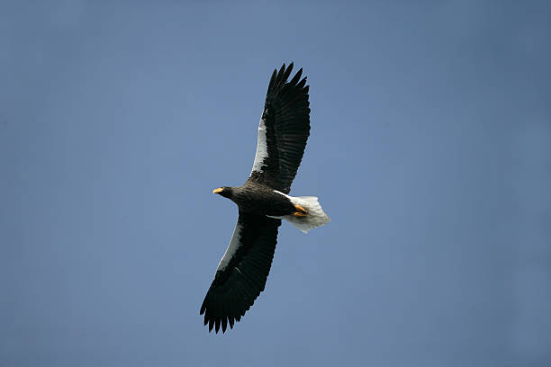 istock Steller's sea-eagle, Haliaeetus pelagicus 451575441