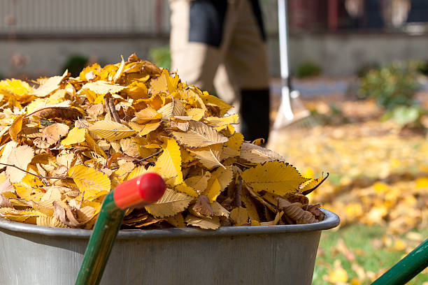 istock Autumn leaves in a wheelbarrow 451575495