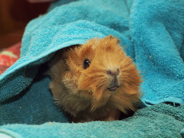 istock Guinea pig in a towel 451576787