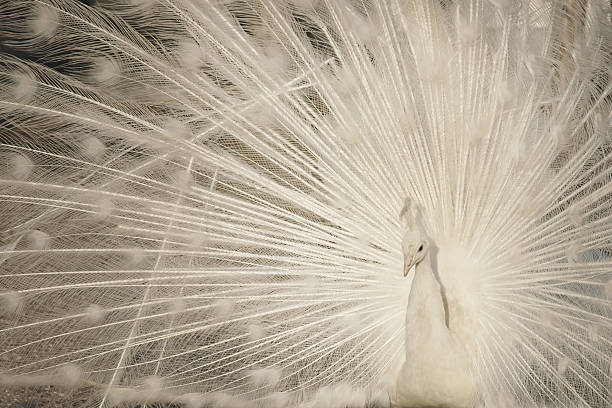 istock White peacock with fan tail taken closeup. 451577519