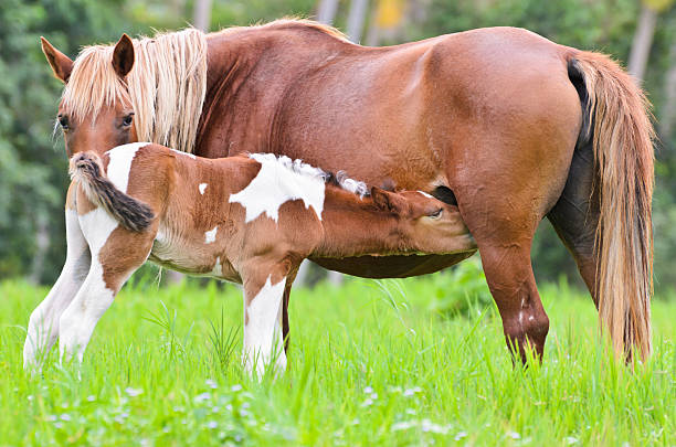 istock Foal suckling from mother 451577575