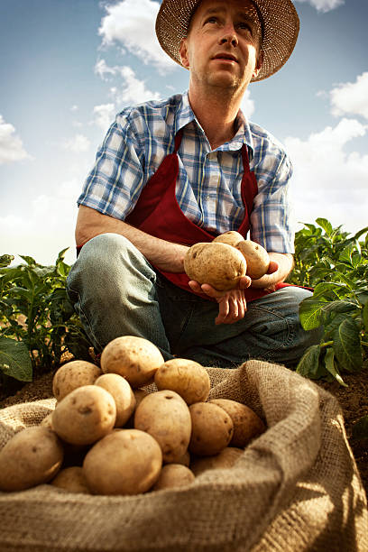 istock farmer looking his potato harvest at field row 451577655
