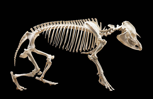 istock Skeleton of tapir. Isolated over black 451577681