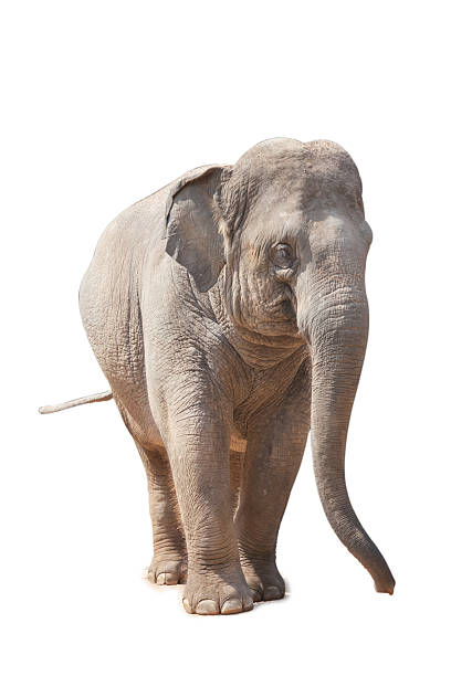 istock Portrait Of An Elephant 451577787