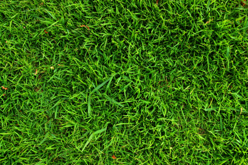 Green grass beautiful background