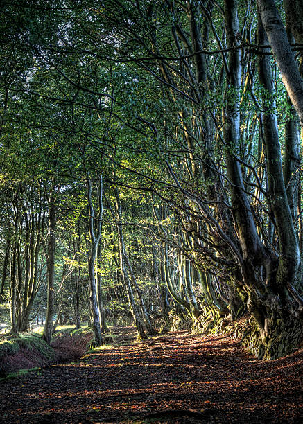 Quantock Hills Drove Road The prehistoric Drove Road is a route than ran along the ridge of the Quantock Hills in Somerset all the way to Watchet harbour. It was probably a vital trading route using the dry land above the surrounding Somerset Levels which were flooded and impassable especially in Winter. Today, it is lined with ancient beech trees and is a popular route for horse riders, cyclists and walkers. national trust photos stock pictures, royalty-free photos & images