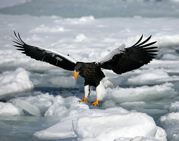 istock Steller's sea-eagle, Haliaeetus pelagicus 451582439