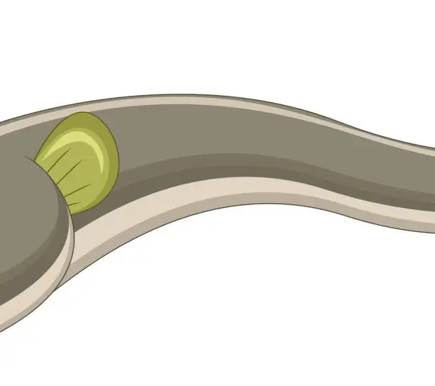 Vector illustration of Electric eel cartoon