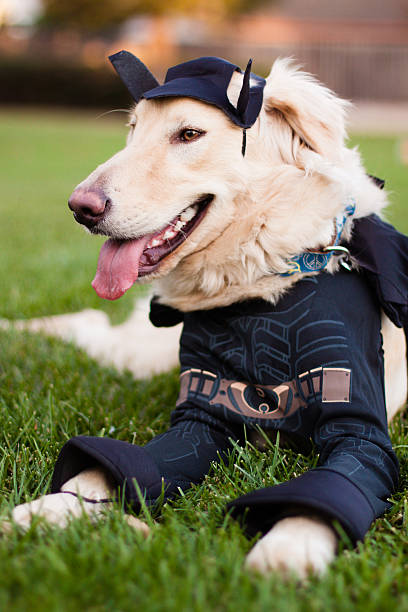 istock Golden retriever Batman 451583987