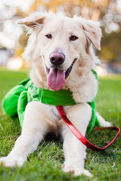 istock Happy golden retriever 451584289
