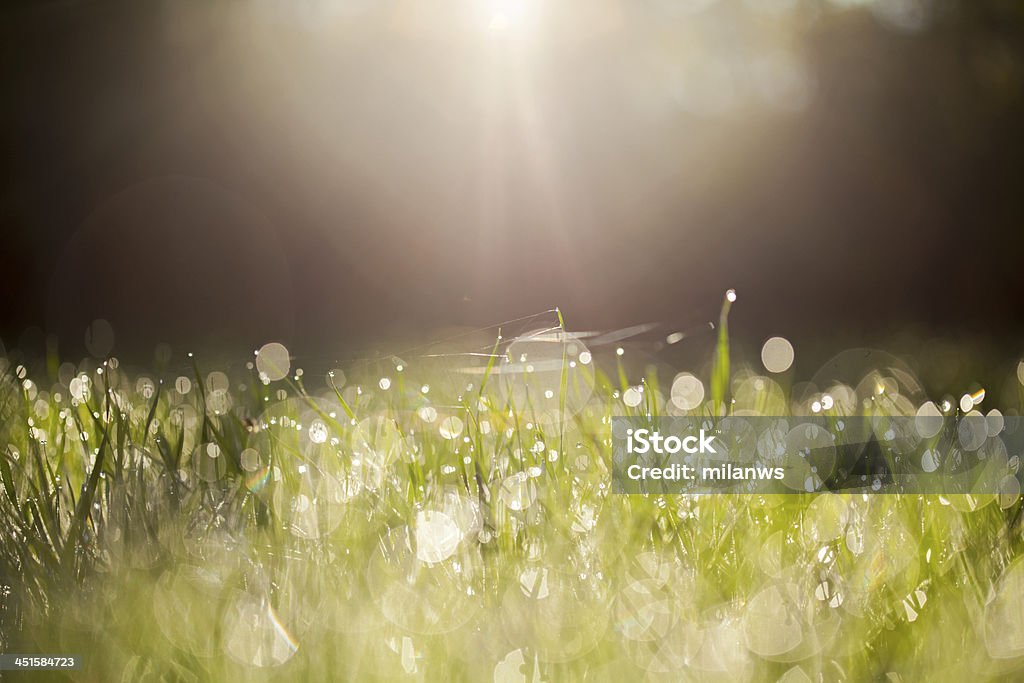 green grass with water drops grass with  morning sunlight Freshness Stock Photo