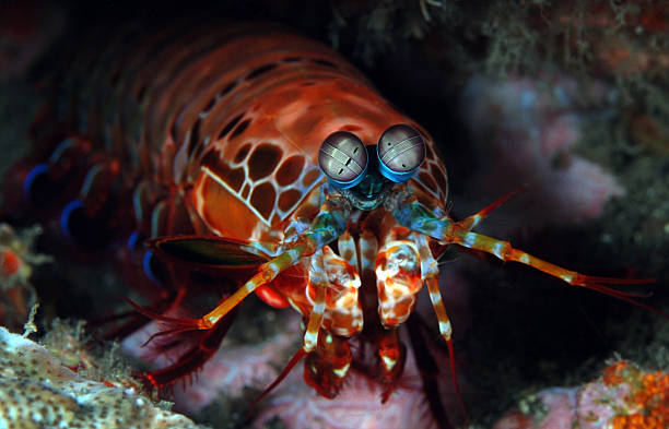 Mantis shrimp in a hole stock photo