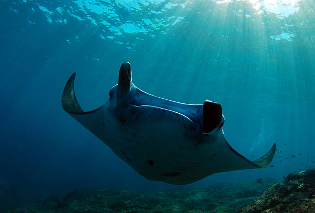 istock Manta ray in the sun 451588351