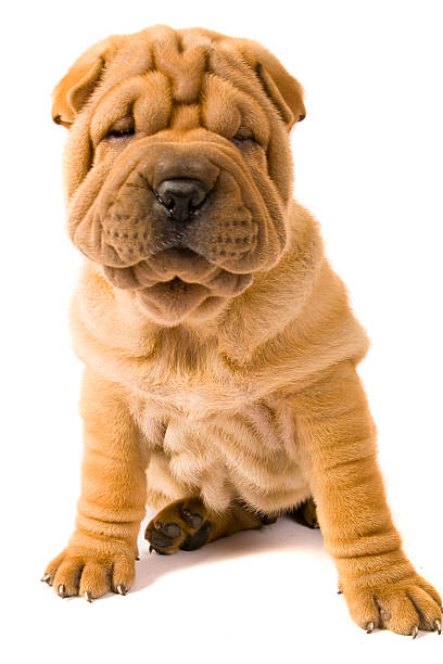 Sharpei dog Funny sharpei puppy isolated on white background mini shar pei puppies stock pictures, royalty-free photos & images